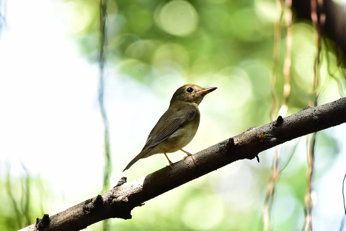Brown-chested Jungle Flycatcher - ML609666526