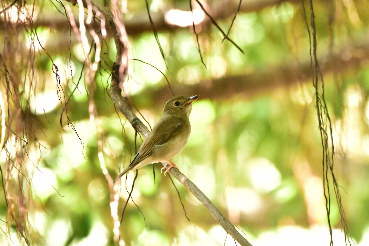 Brown-chested Jungle Flycatcher - ML609666527
