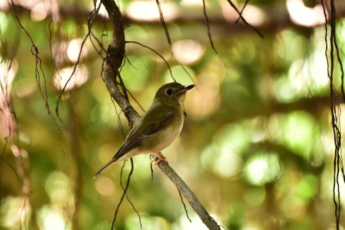 Brown-chested Jungle Flycatcher - ML609666530