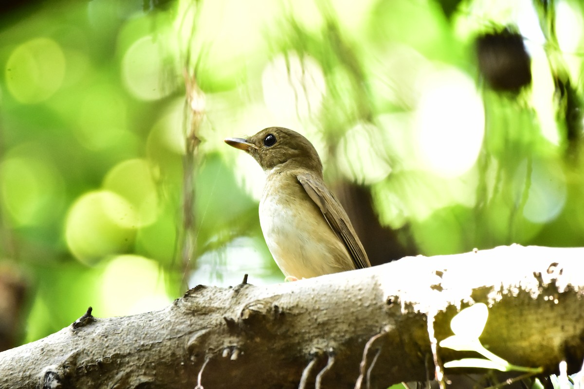 Brown-chested Jungle Flycatcher - ML609666531