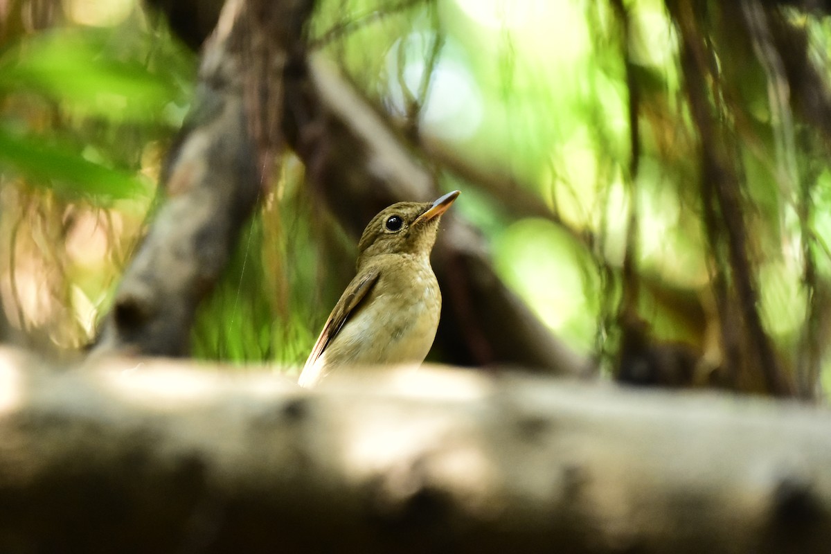 Brown-chested Jungle Flycatcher - ML609666533