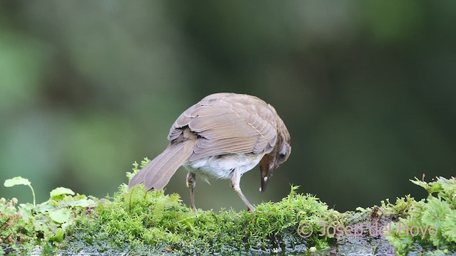 ハシグロムジツグミ（ignobilis／goodfellowi） - ML609666827