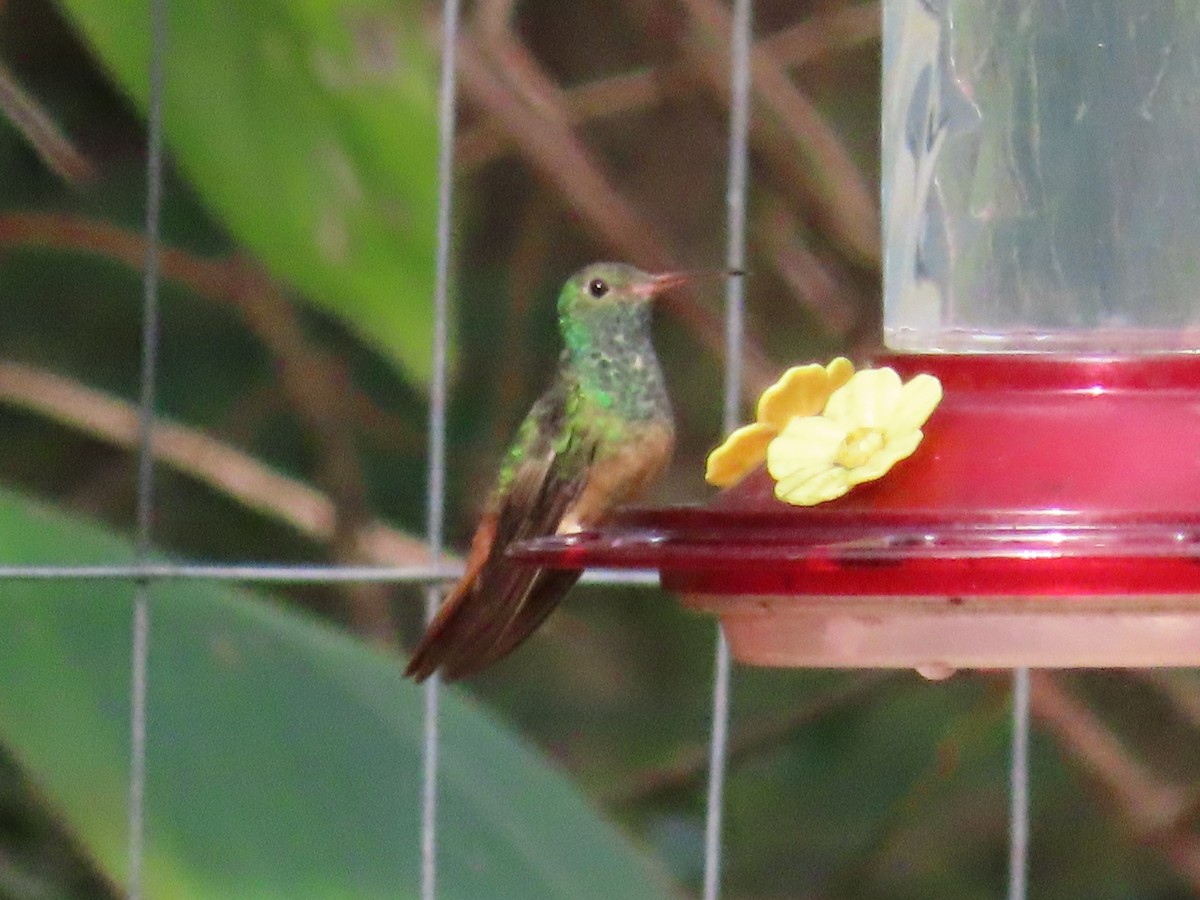 Buff-bellied Hummingbird - ML609666888