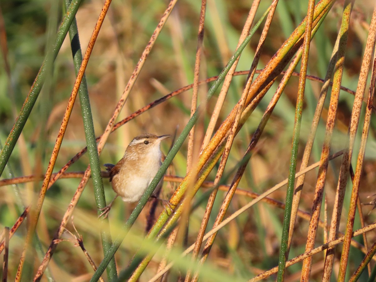 Marsh Wren - ML609667038