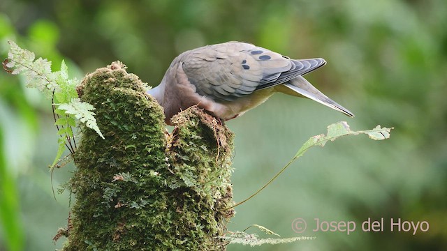 Eared Dove - ML609667070