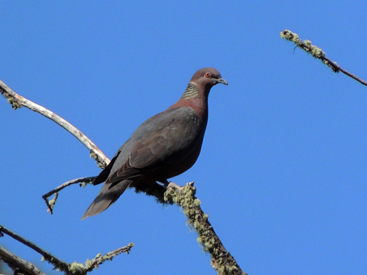 Chilean Pigeon - ML609667179