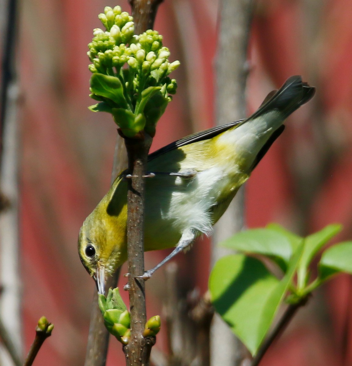 Tennessee Warbler - ML609667188