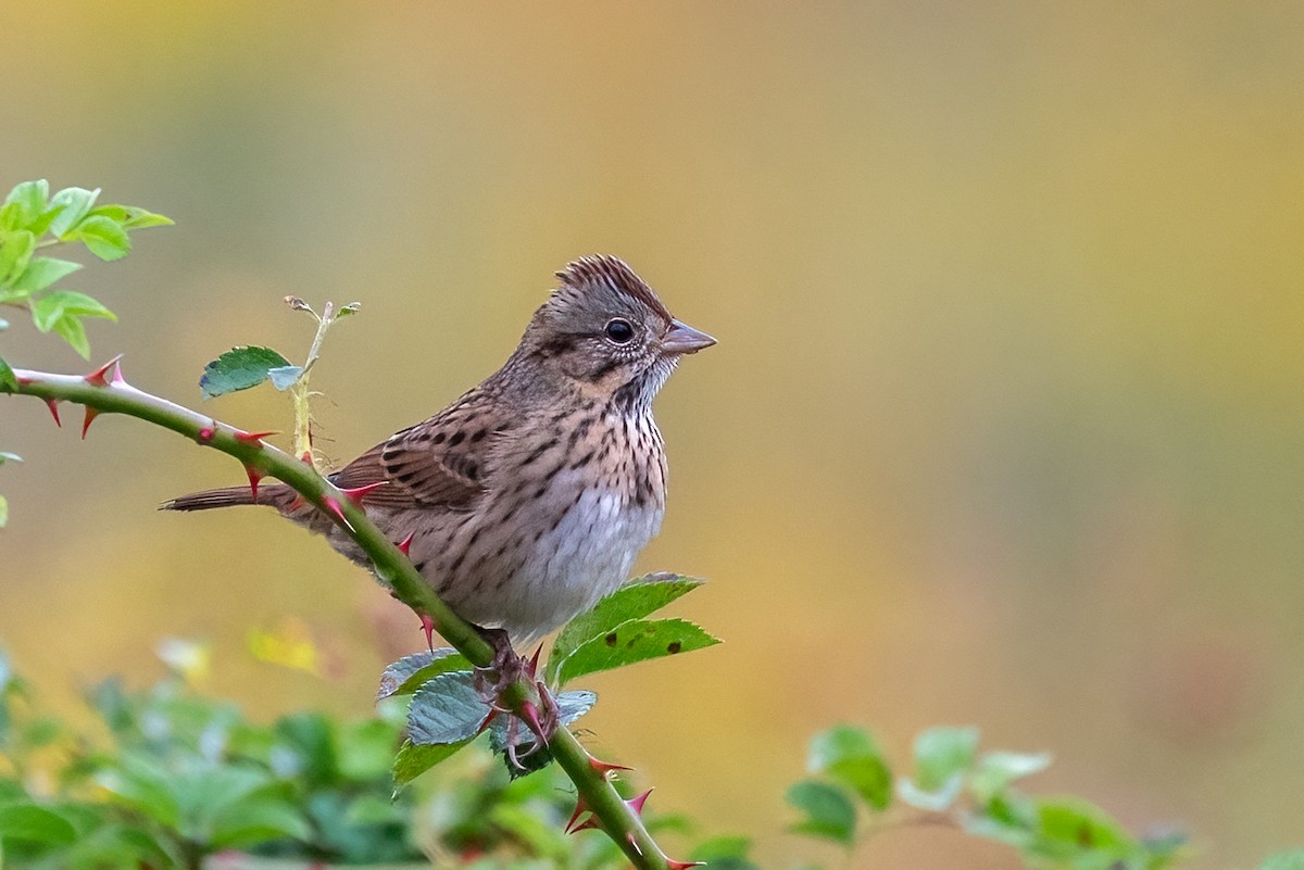 Lincoln's Sparrow - Kayann Cassidy