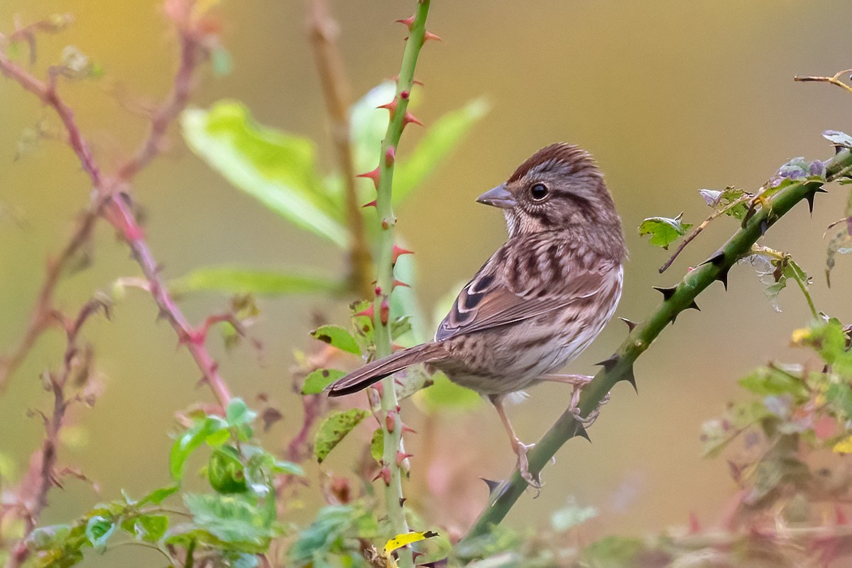 Song Sparrow - Kayann Cassidy