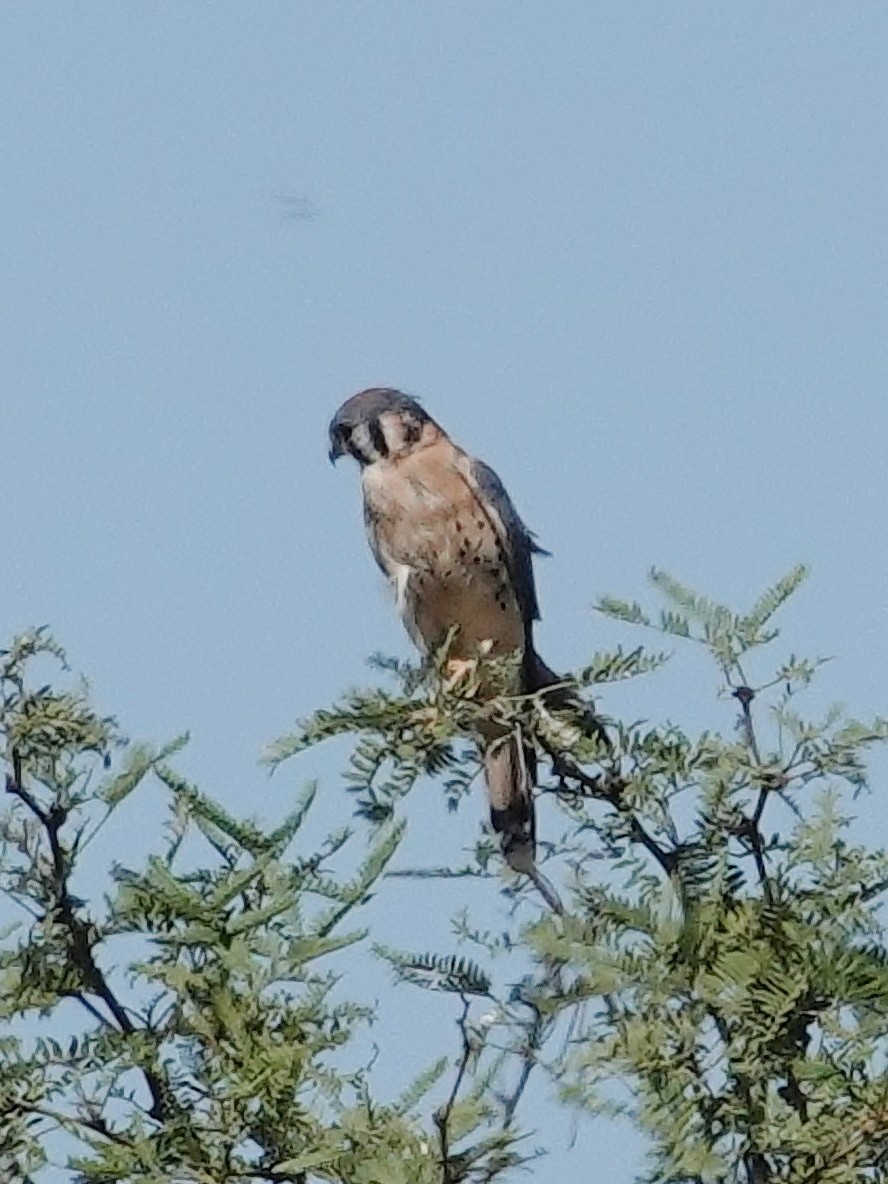 American Kestrel - ML609667268