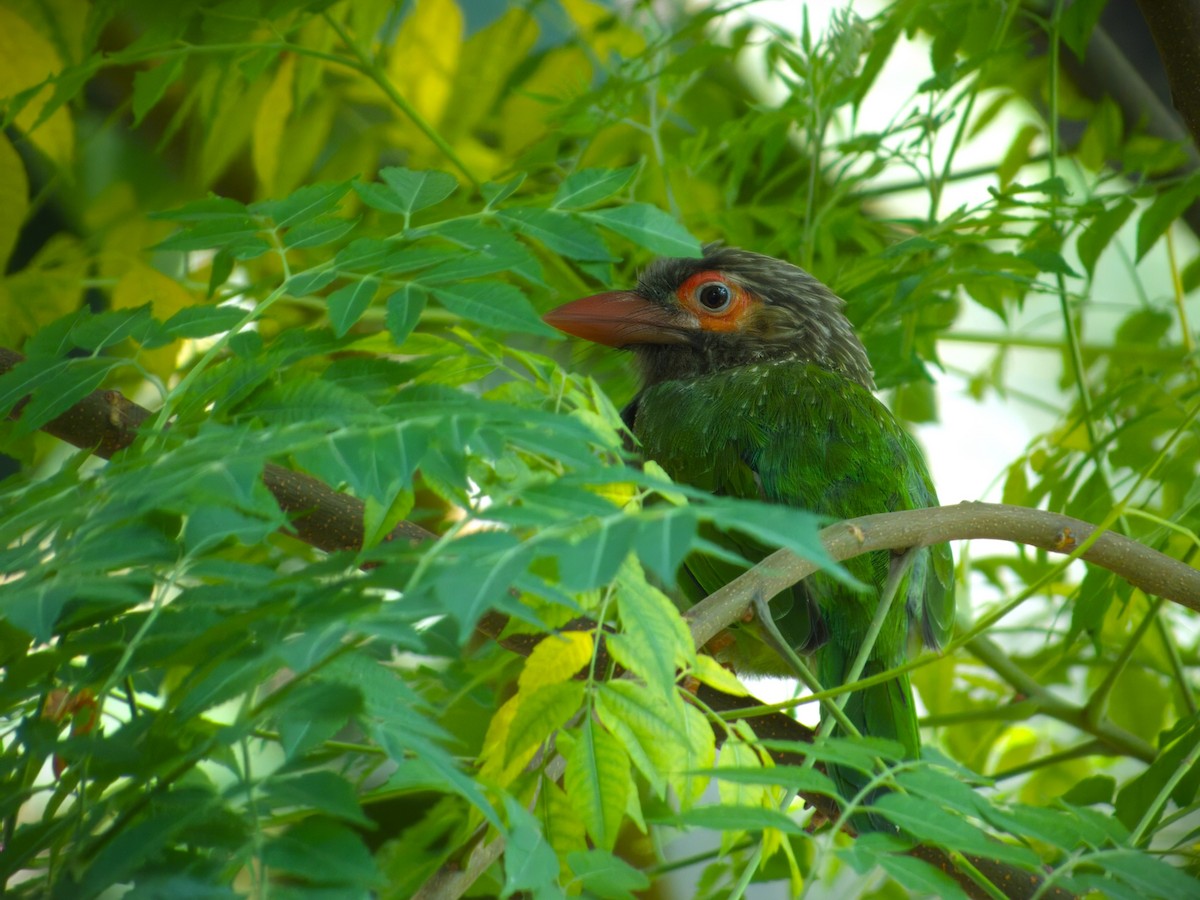 Brown-headed Barbet - ML609667300