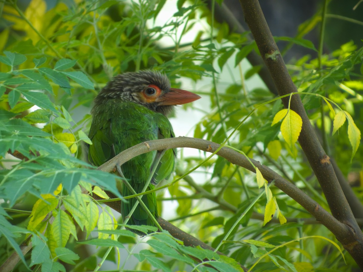 Brown-headed Barbet - ML609667301