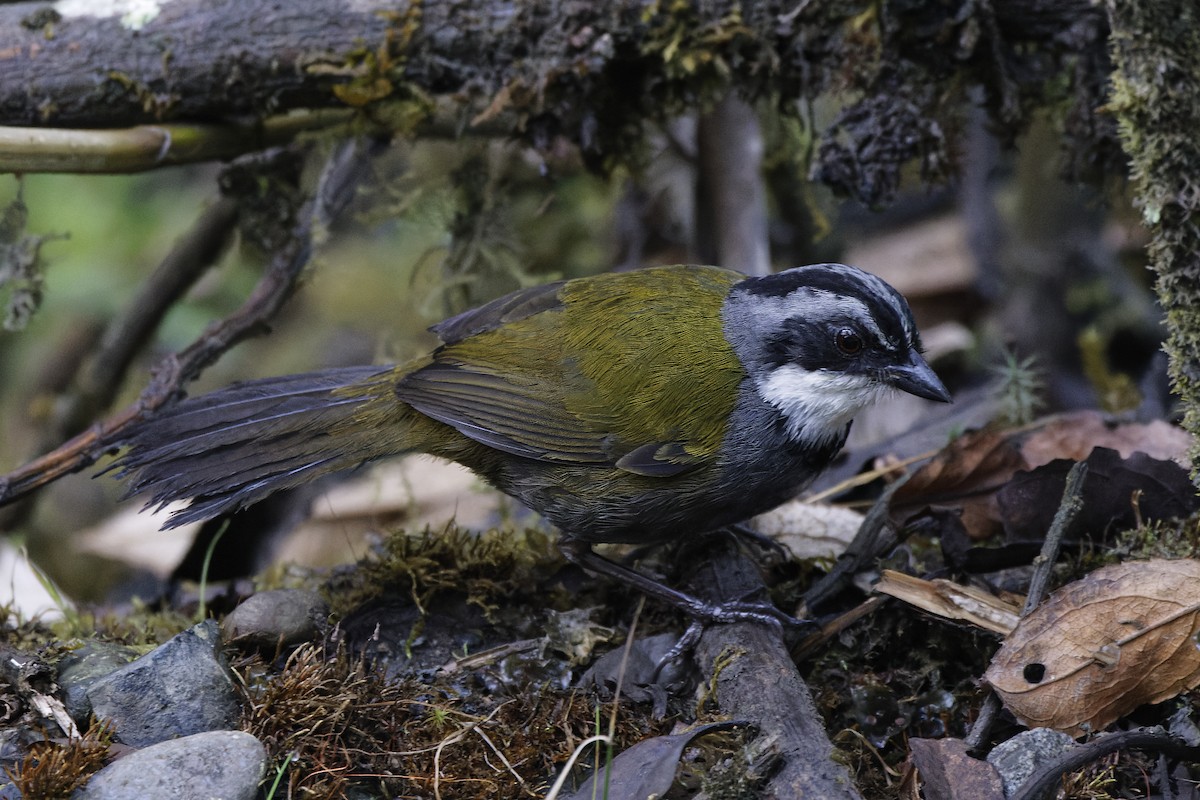 Gray-browed Brushfinch - ML609667334