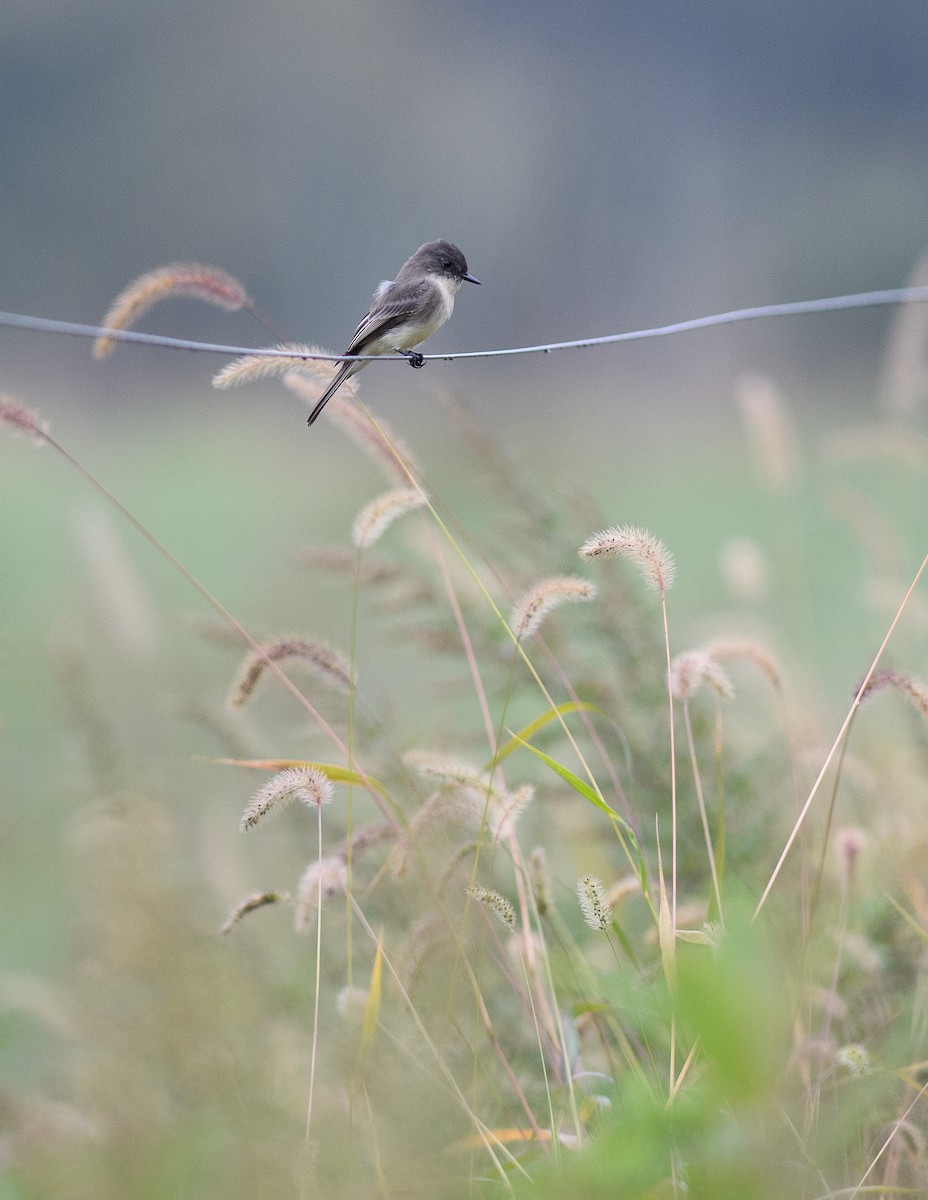 Eastern Phoebe - ML609667374