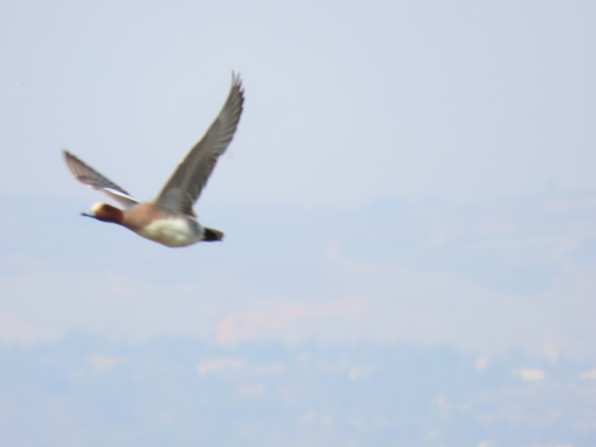 Eurasian Wigeon - ML609667417