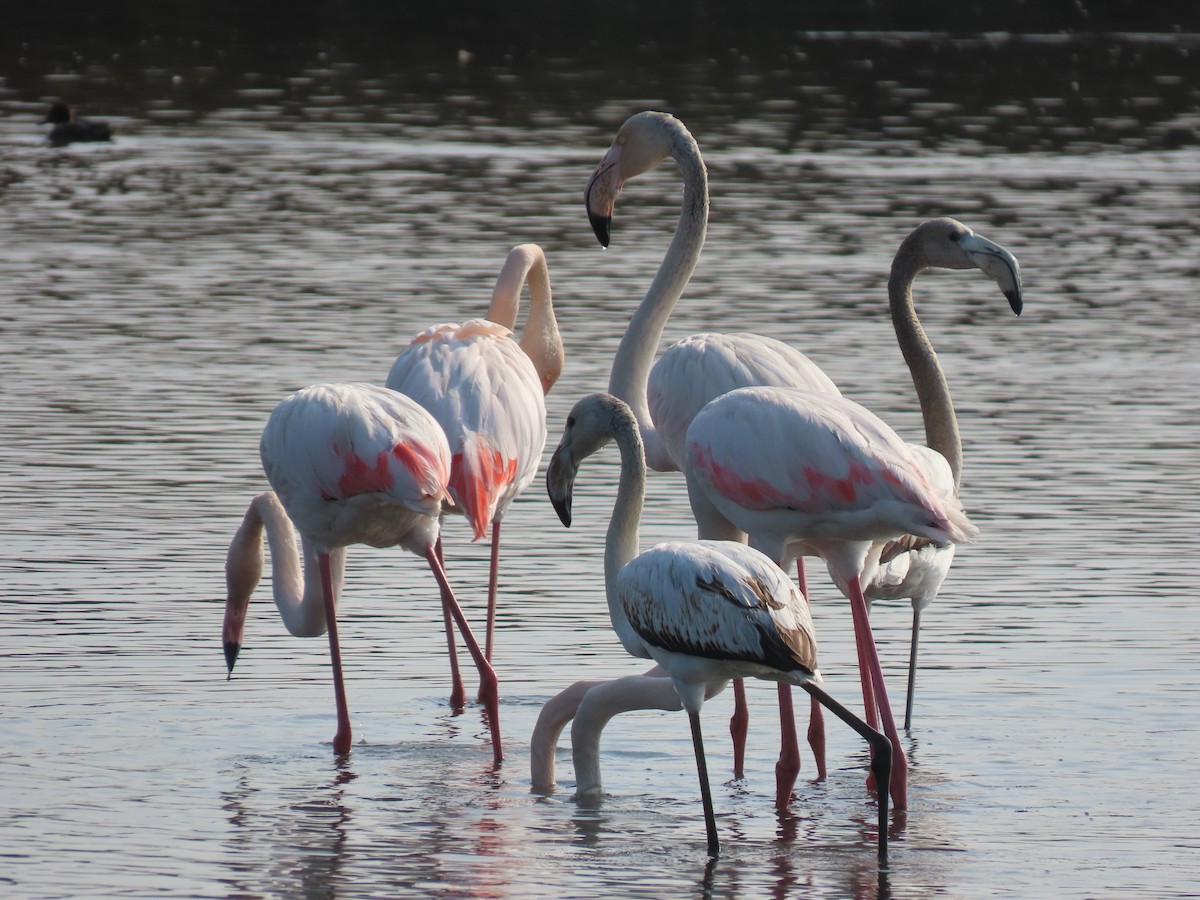 Greater Flamingo - ML609667424