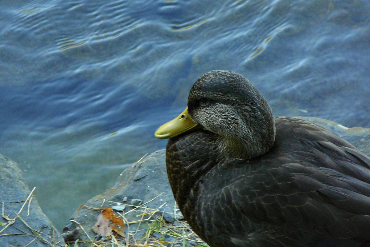 American Black Duck - ML609667502