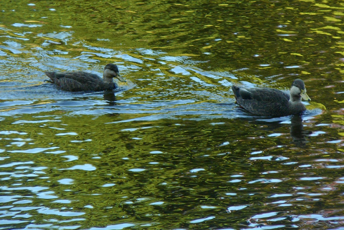 アメリカガモ - ML609667503