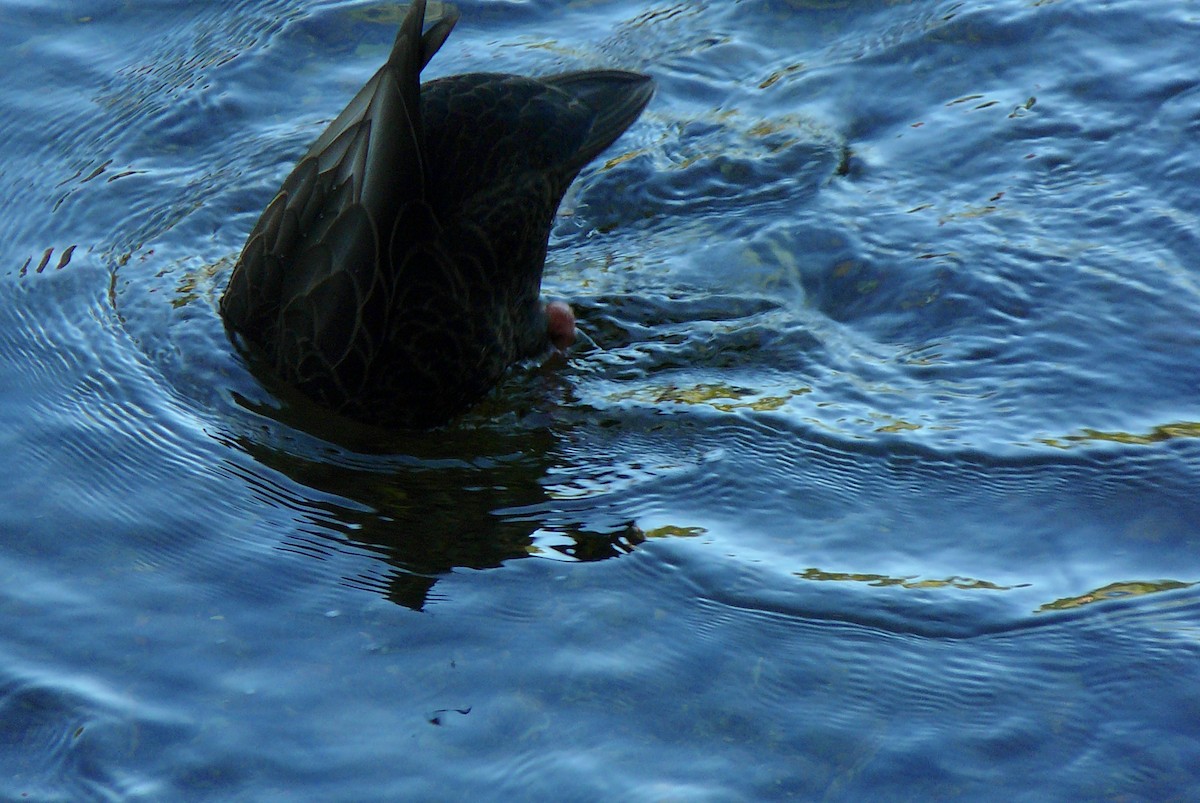 American Black Duck - ML609667504