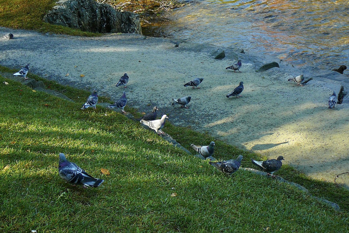 Rock Pigeon (Feral Pigeon) - ML609667512