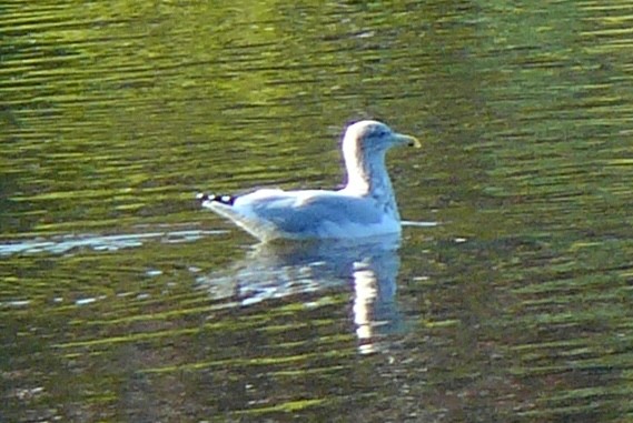 Gaviota Argéntea - ML609667521