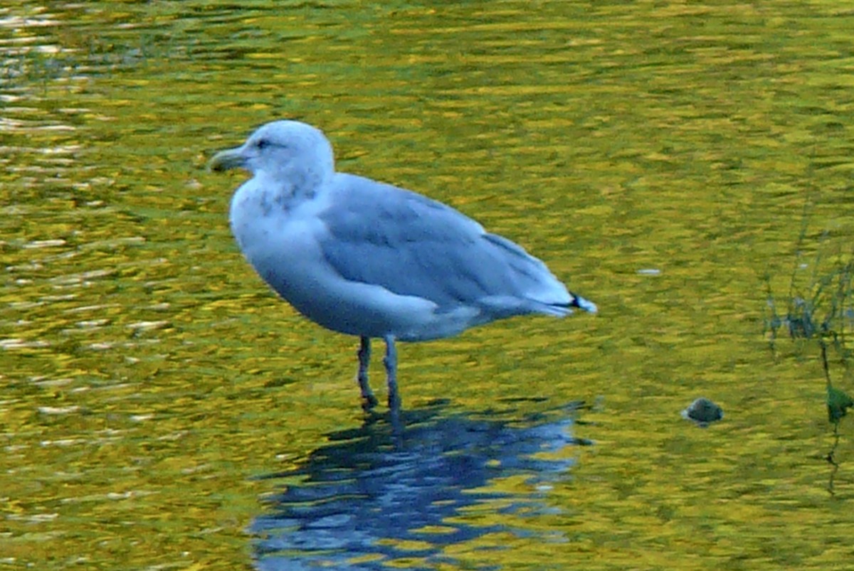 Kanadamöwe - ML609667523