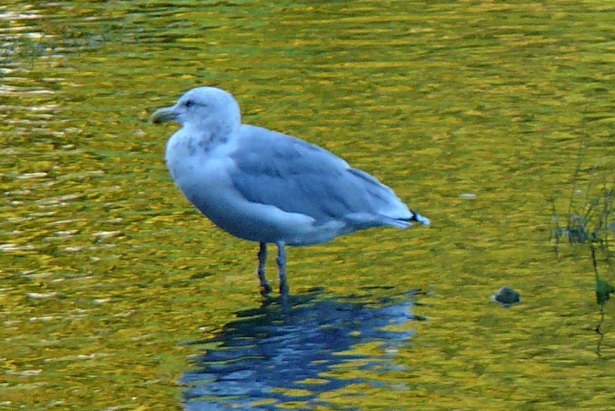 Gaviota Argéntea - ML609667523