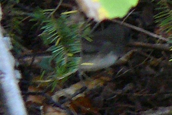 Junco Ojioscuro - ML609667546