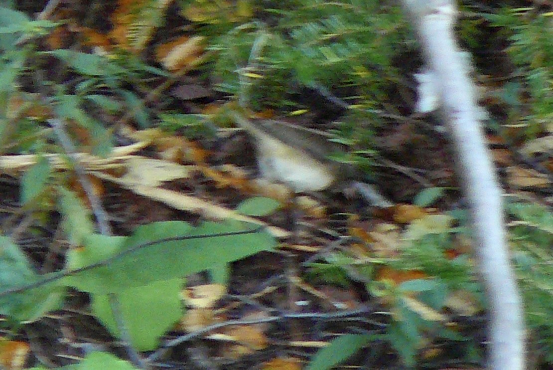 Dark-eyed Junco - Renee  Sawyer