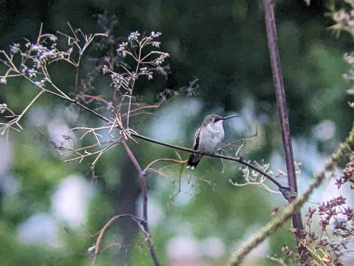 Colibrí Gorjirrubí - ML609667551