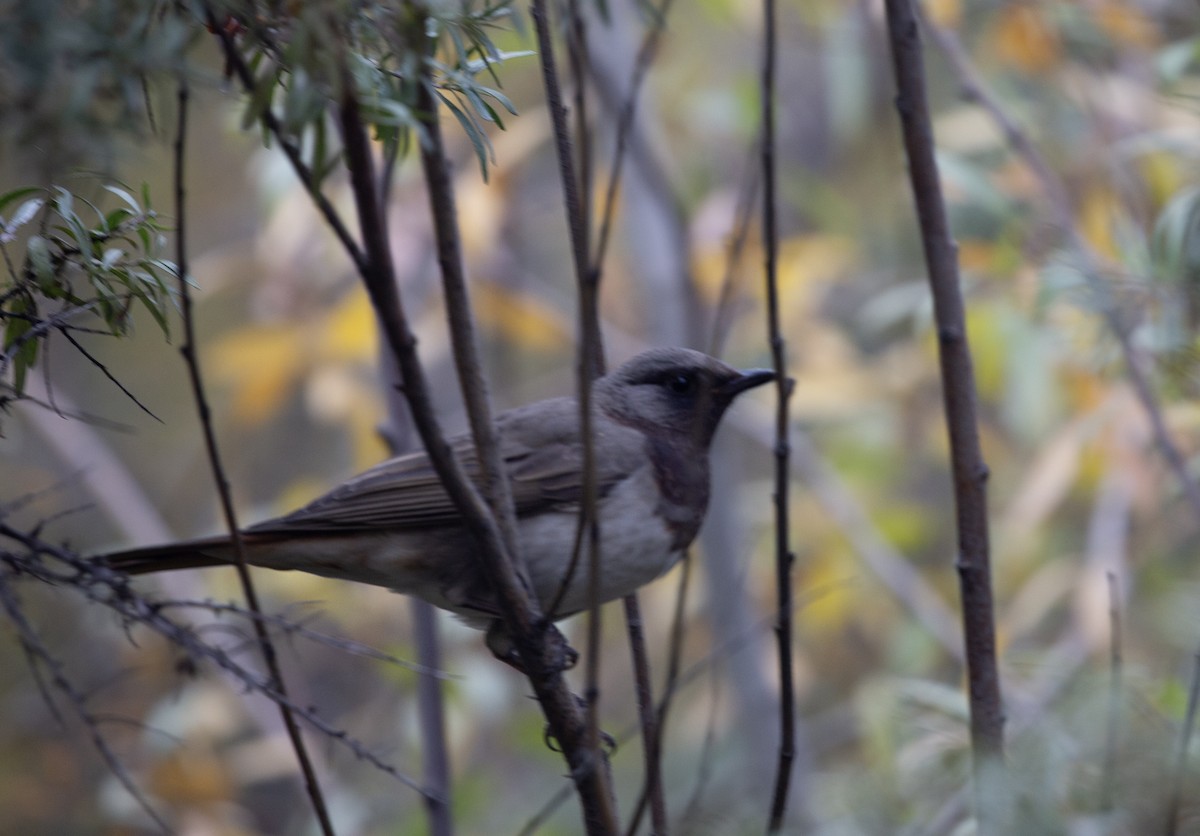 Black-throated Thrush - ML609667574
