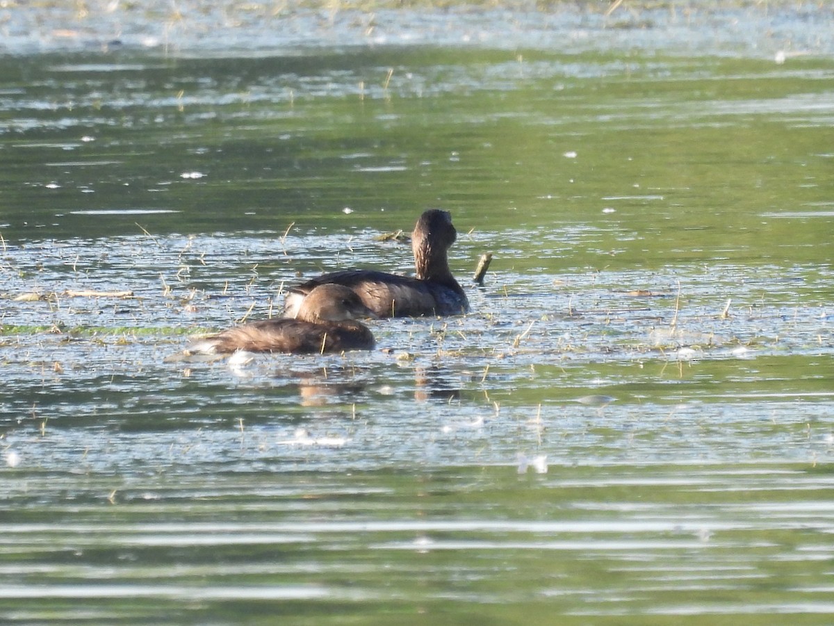 Pied-billed Grebe - ML609667627