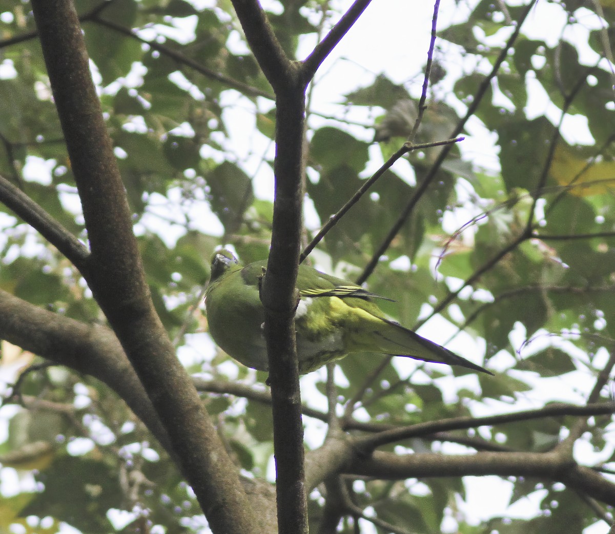 Yellow-vented Green-Pigeon - ML609667630