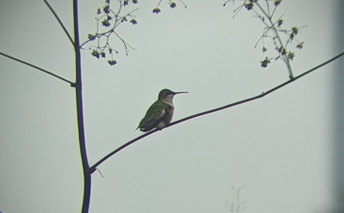 Ruby-throated Hummingbird - ML609667633