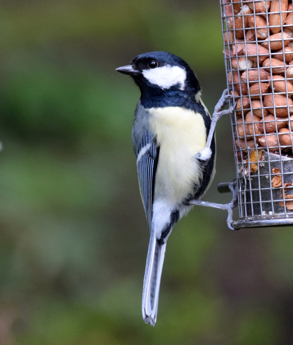 Mésange charbonnière - ML609667838