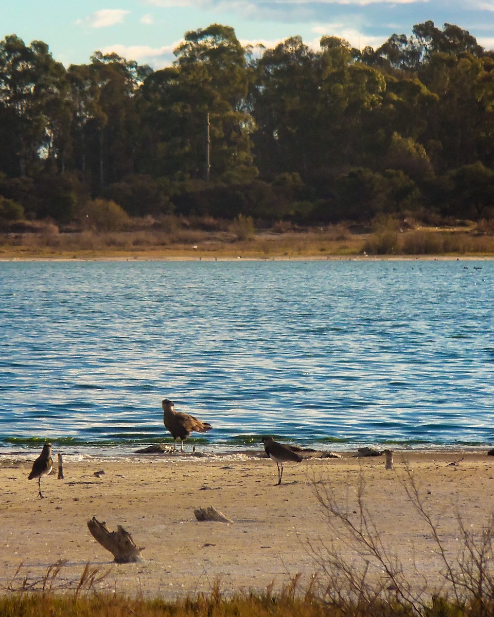 Southern Lapwing - ML609667840