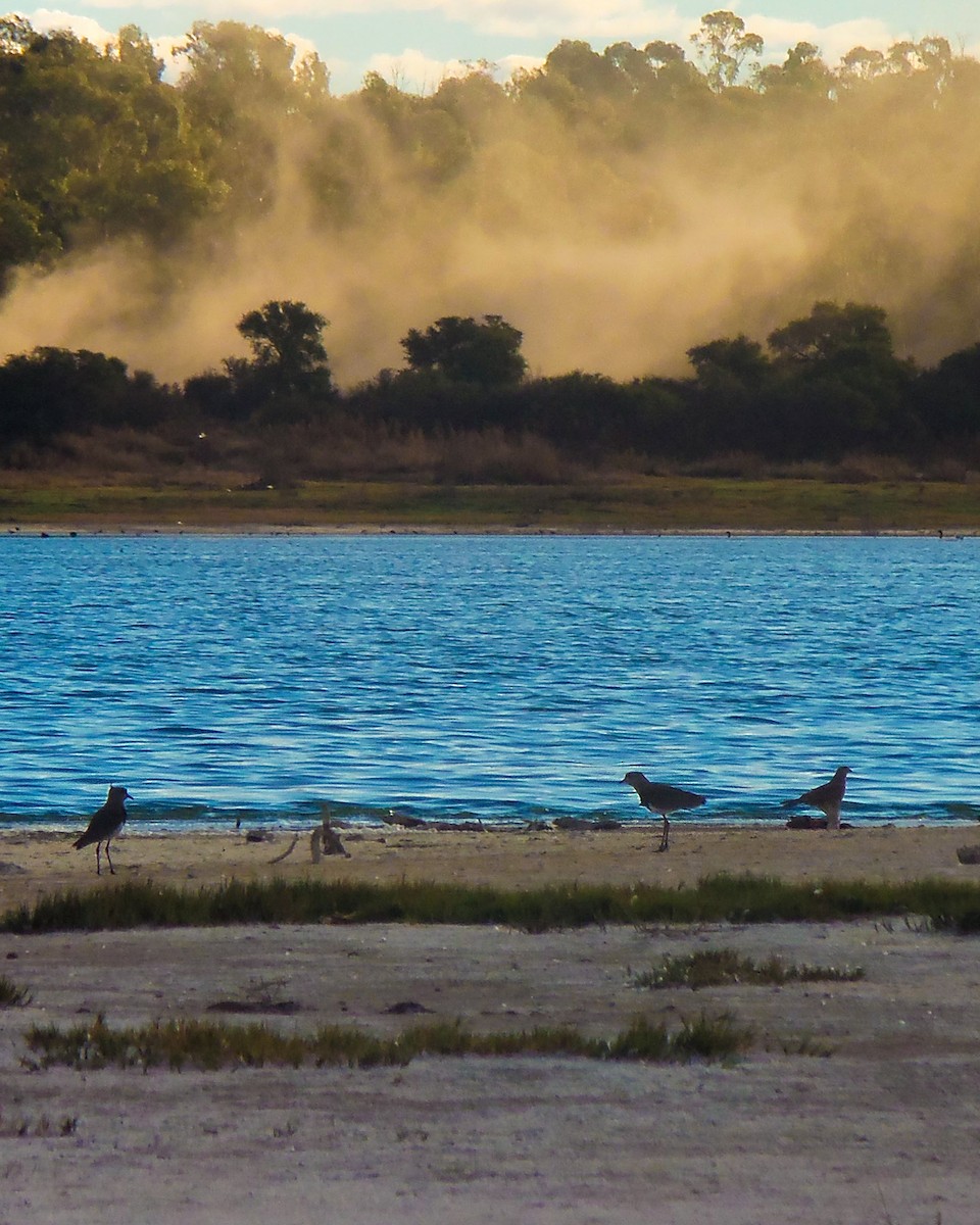 Southern Lapwing - ML609667872