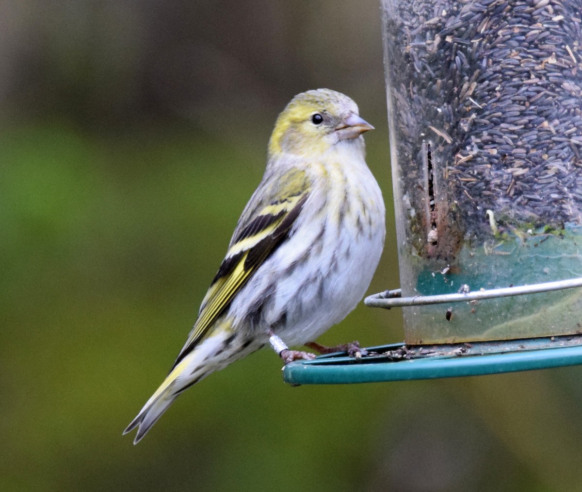 Eurasian Siskin - A Emmerson