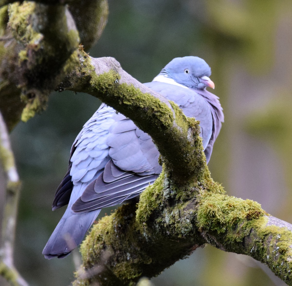 Common Wood-Pigeon - A Emmerson