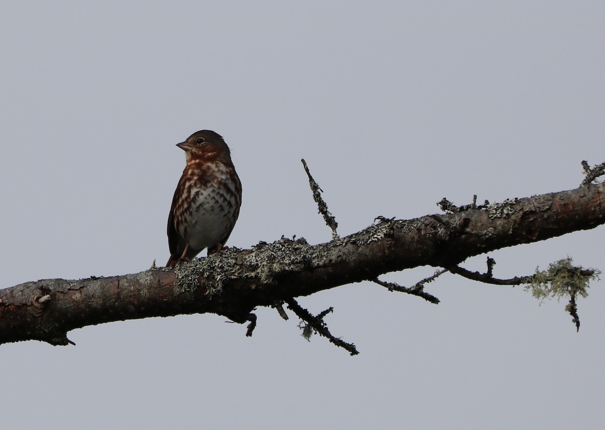 Fox Sparrow - ML609667996
