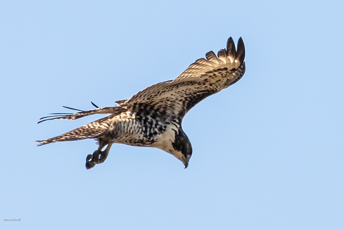 Red-tailed Hawk - ML609668000