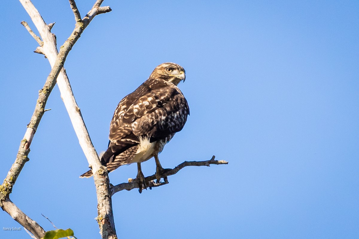 Red-tailed Hawk - ML609668001
