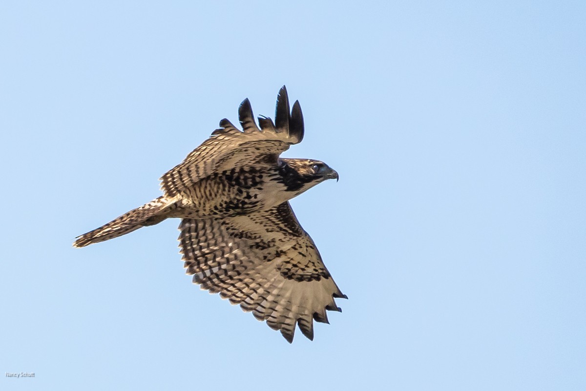 Red-tailed Hawk - ML609668007