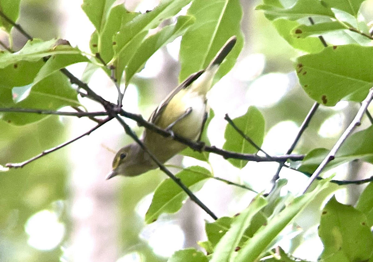 White-eyed Vireo - ML609668008