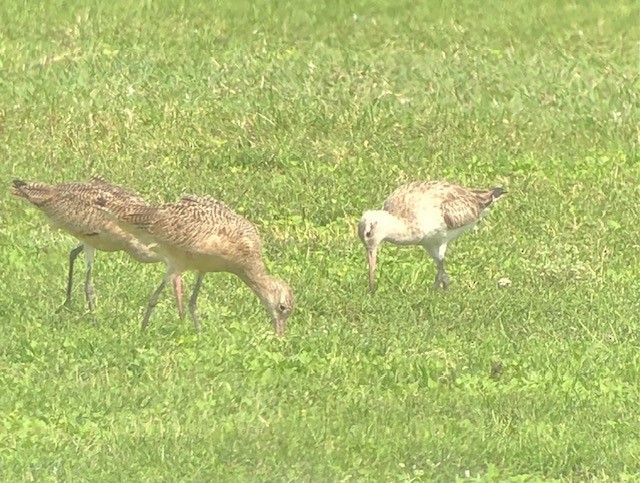 Bar-tailed Godwit - ML609668037