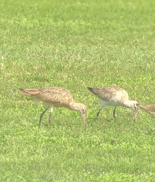 Bar-tailed Godwit - ML609668041