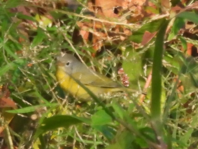 Nashville Warbler - Susan Hedman