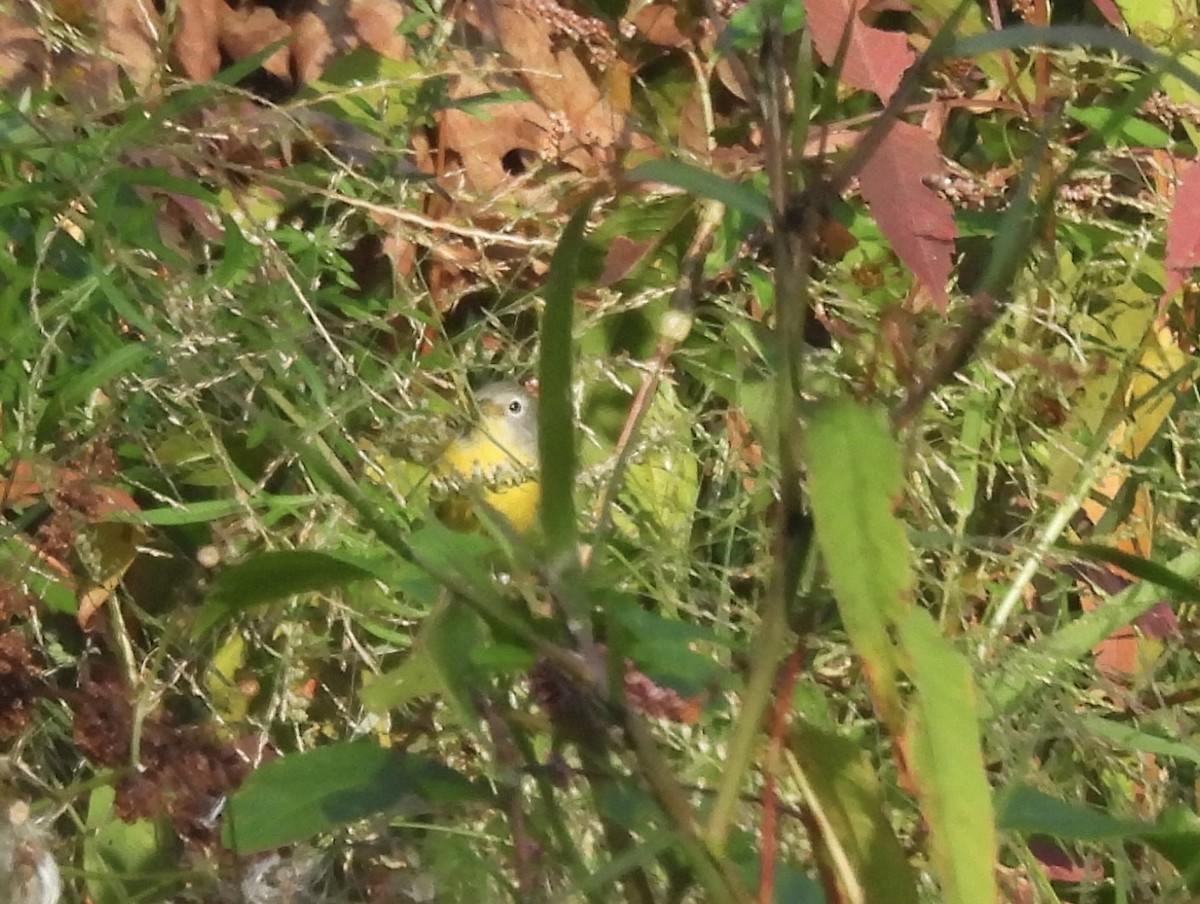 Nashville Warbler - Susan Hedman