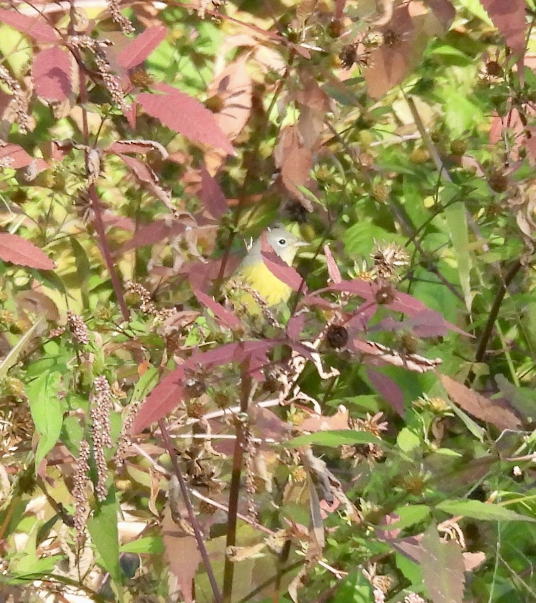 Nashville Warbler - Susan Hedman