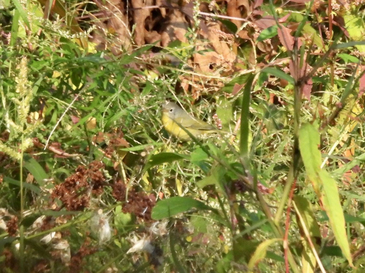 Nashville Warbler - Susan Hedman